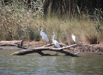 ROPOTAMO NATURE RESERVE – go back to nature 4